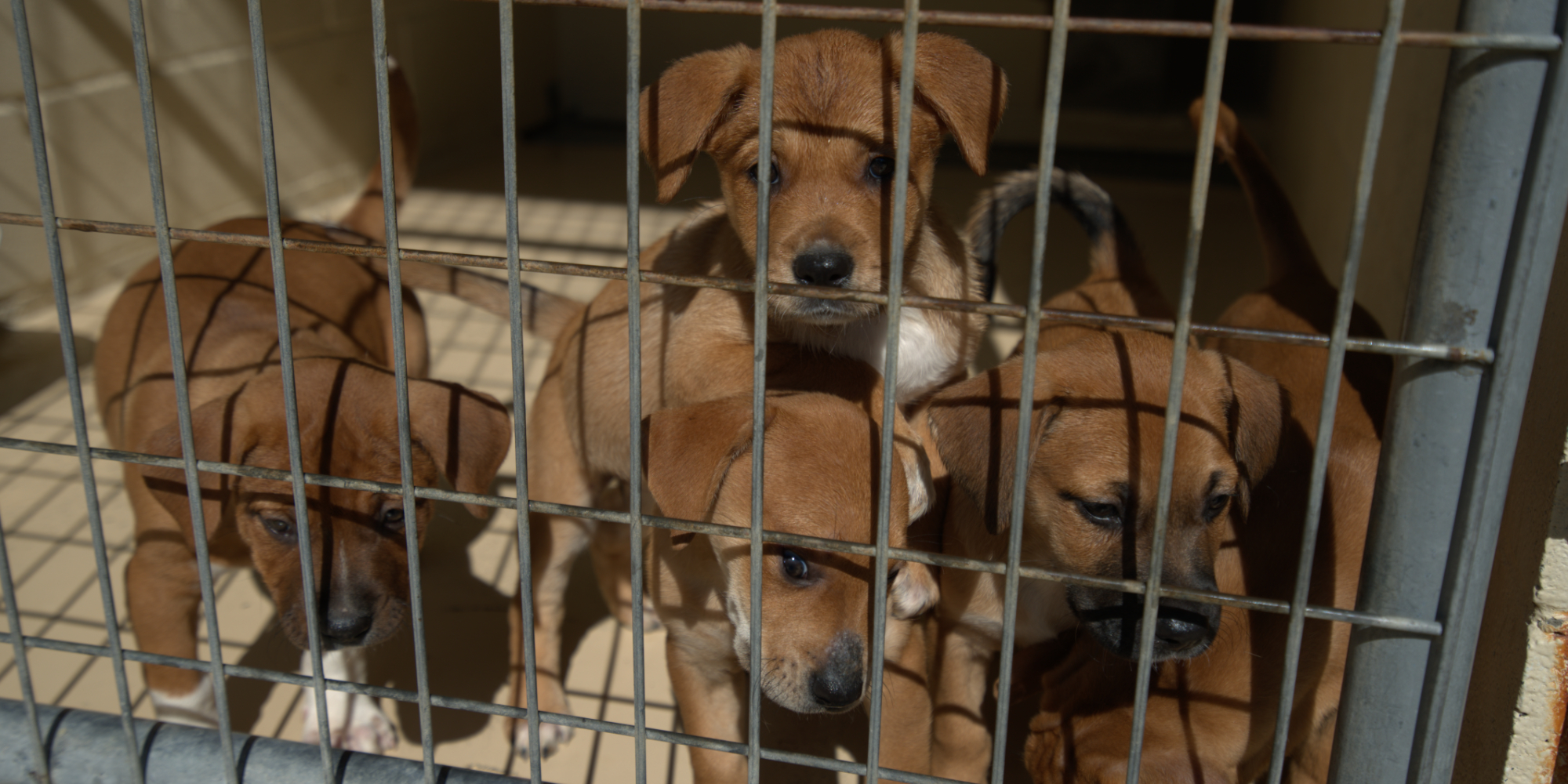 Donate Supplies Humane Society of Cedar Creek Lake Providing